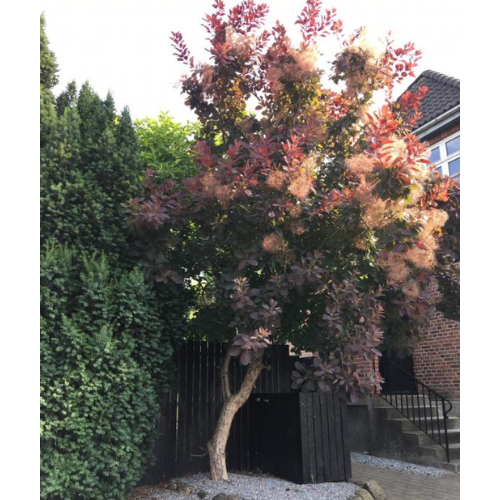 Parykbusk Cotinus Coggygria  Royal Purple  Toppodet 120 Cm Stamme