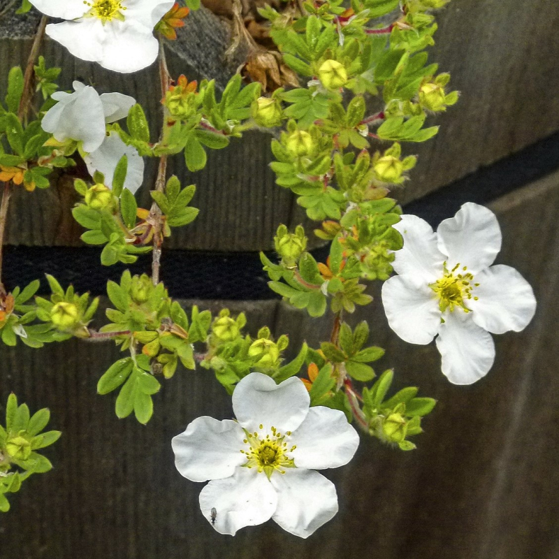 Potentilla  Abbotswood  Barrods Hækplante
