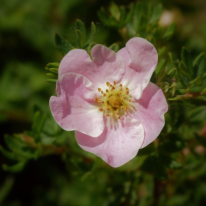 Potentilla Fruticosa  Lovely Pink