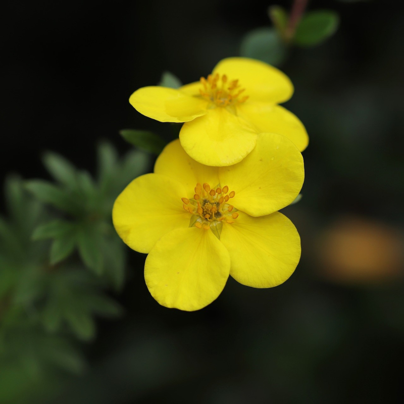 Potentilla  Goldfinger  Barrods Hækplante