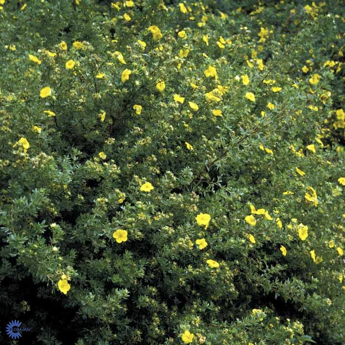 Potentilla  Kobold  Barrods Hækplante