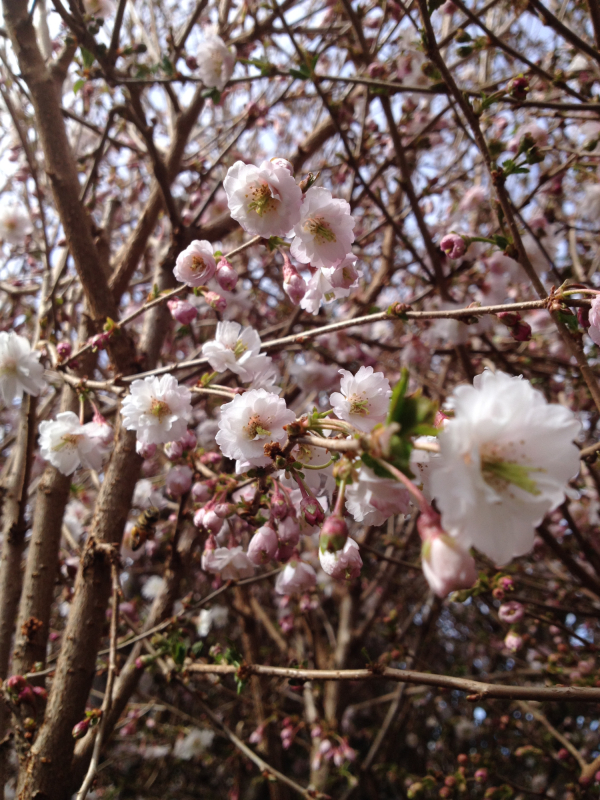 Prydkirsebær Prunus Subhirtella  Hally Jolivette  180 Cm Stamme  -10