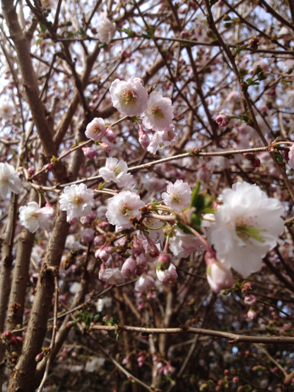 Prydkirsebær Prunus Subhirtella  Hally Jolivette  120 Cm Stamme 10   Potte