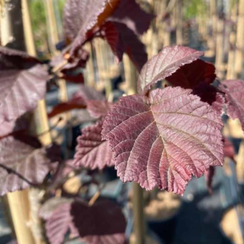 Rød Hassel Corylus Avellana  Red Ghost  200-250 Cm