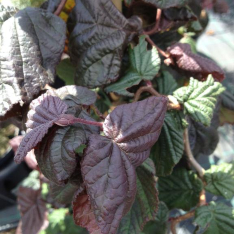Rød Troldhassel Corylus Avellana  Red Majestic  100-125 Cm