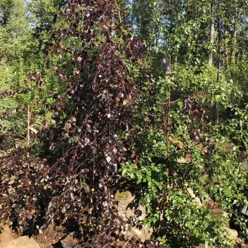 Rødbladet Fjeldbirk Betula Hekla 200-250 Cm