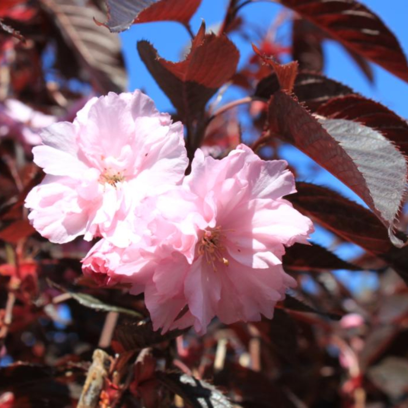 Rødbladet Japansk Kirsebær Prunus Serrulata  Royal Burgundy  Bundpodet 200-250 Cm