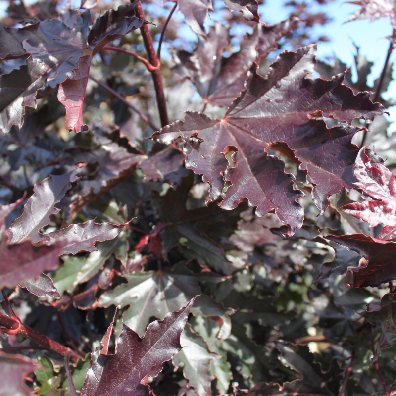 Rødbladet Spidsløn Acer Platanoides  Crimson Sentry  220 Cm Stamme