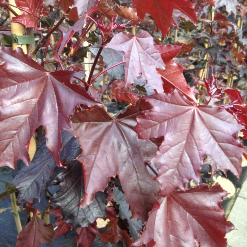 Rødbladet Spidsløn Acer Platanoides  Royal Red  125-150 Cm