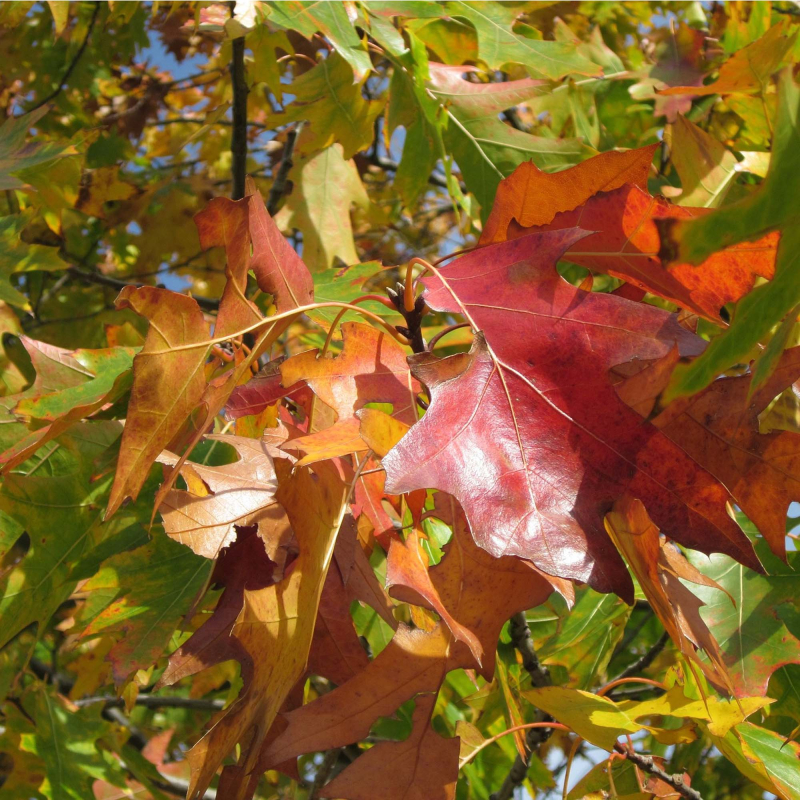 Rødeg Quercus Rubra 150-175 Cm