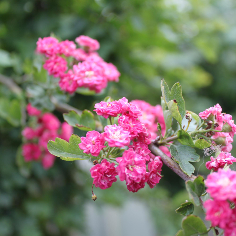 Rødtjørn Crataegus   Media  Paul   Scarlet  175-200 Cm