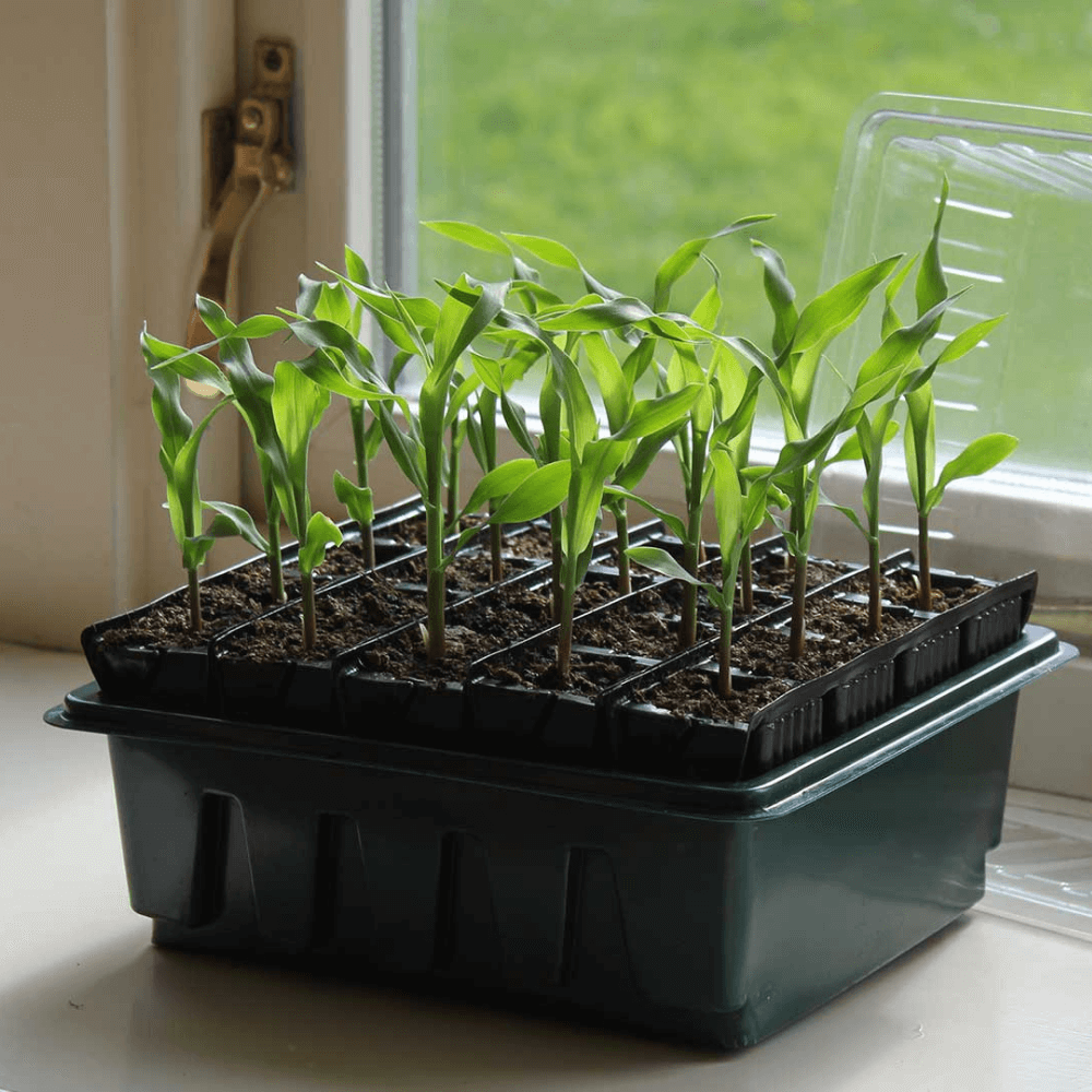 Roottrainer Compact Sæt
