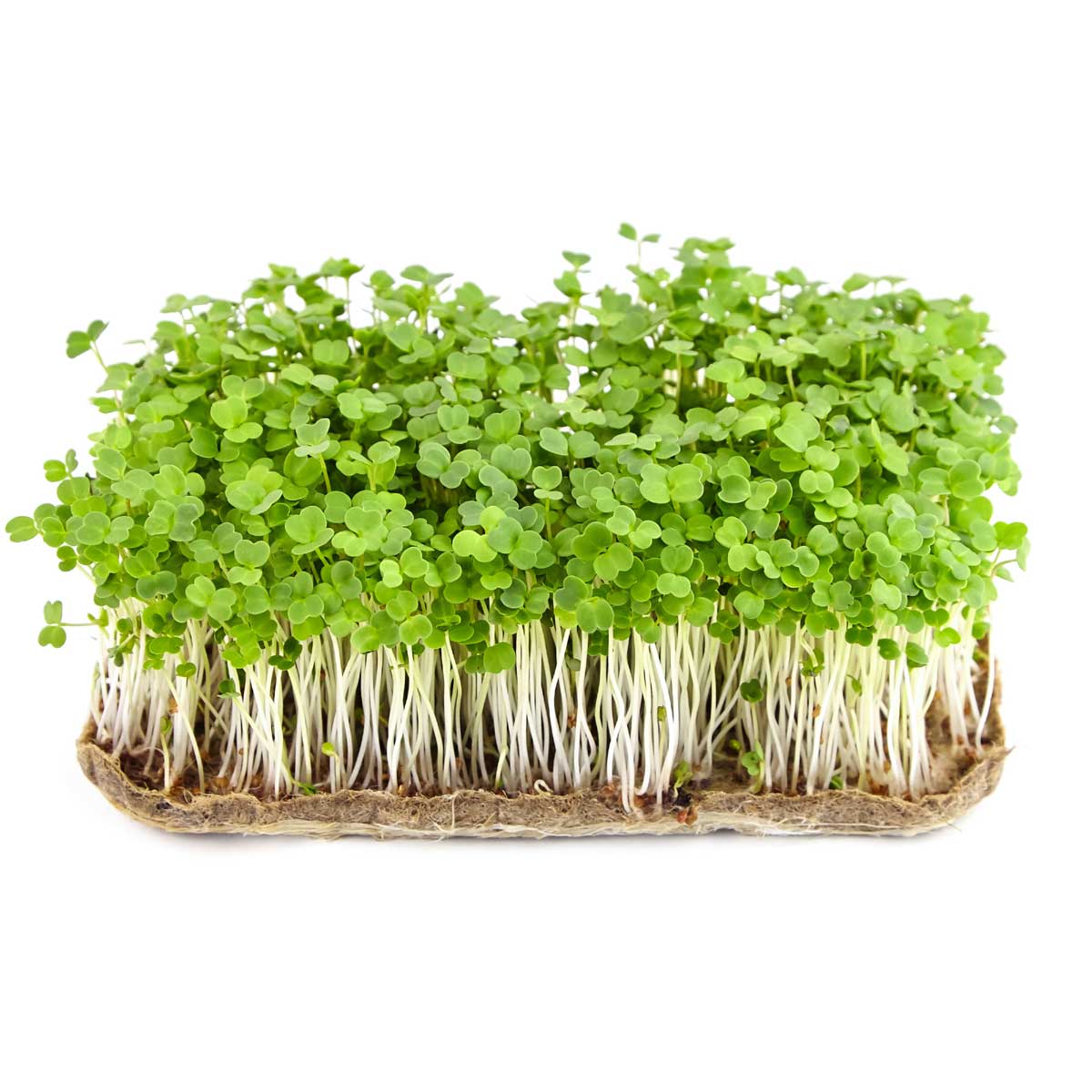 Rucola Frø Til Mikrogrønt