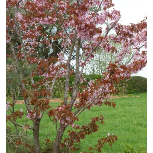Sakhalin-kirsebær Prunus Sargentii 175-200 Cm