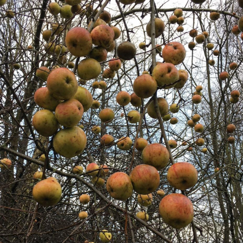 Skovæble Malus Sylvestris 200-250 Cm