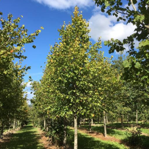 Småbladet Lind Tilia Cordata 175-200 Cm