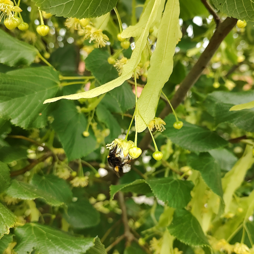 Småbladet Lind Tilia Cordata  Greenspire  175-200 Cm