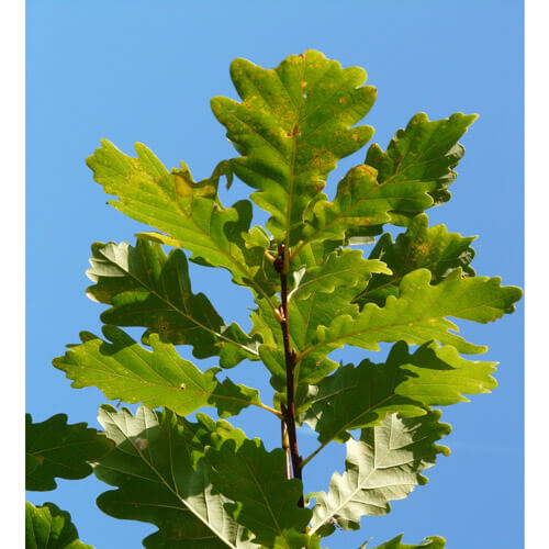 Søjle Eg Quercus Robur  Fastigiata  125-150 Cm
