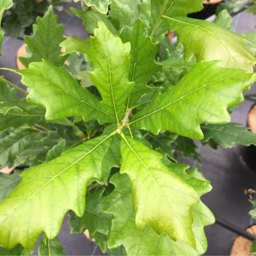 Søjle-eg Quercus   Warei  Regal Prince   Long  150-175 Cm
