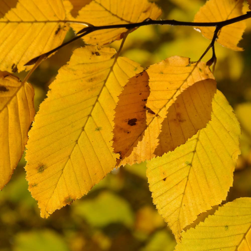 Søjleavnbøg  Lucas  Carpinus Betulus 175-200 Cm