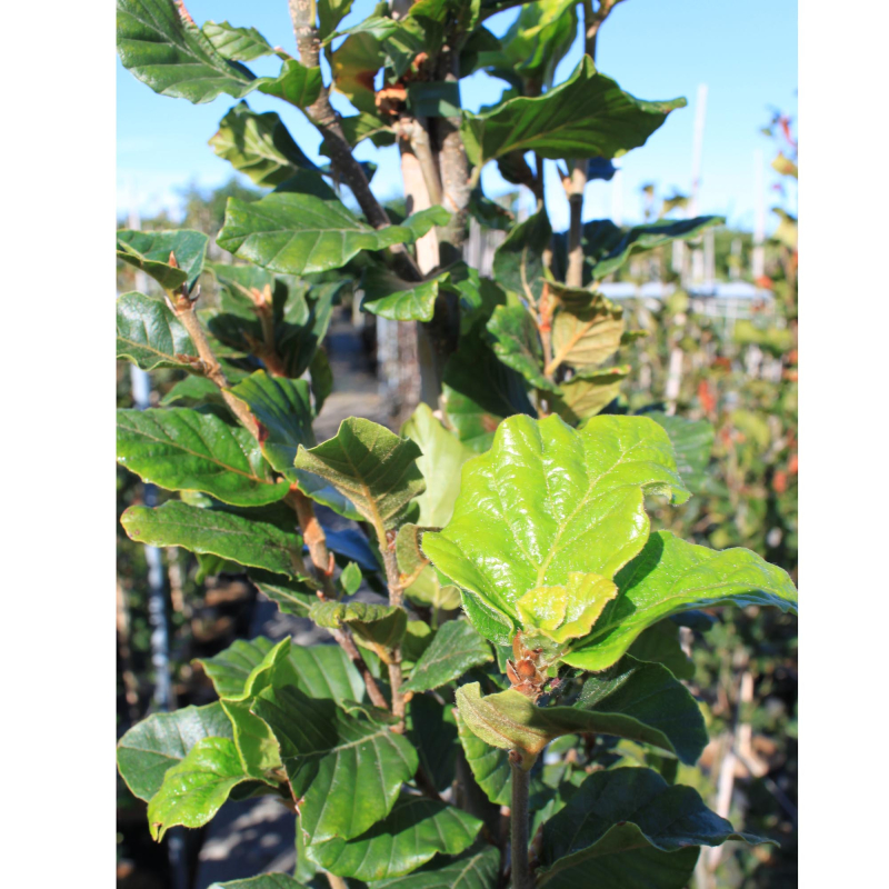 Søjlebøg Fagus Sylvatica  Dawyck  175-200 Cm