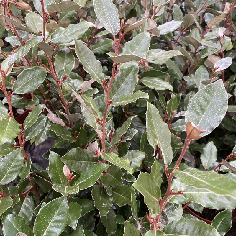 Sølvblad Elaeagnus   Ebbingei  Compacta  Opstammet 120 Cm