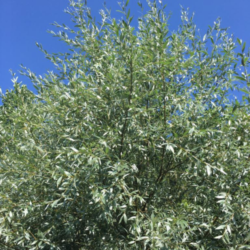 Sølvpil Salix Alba  Sericea  150-175 Cm 10    Potte