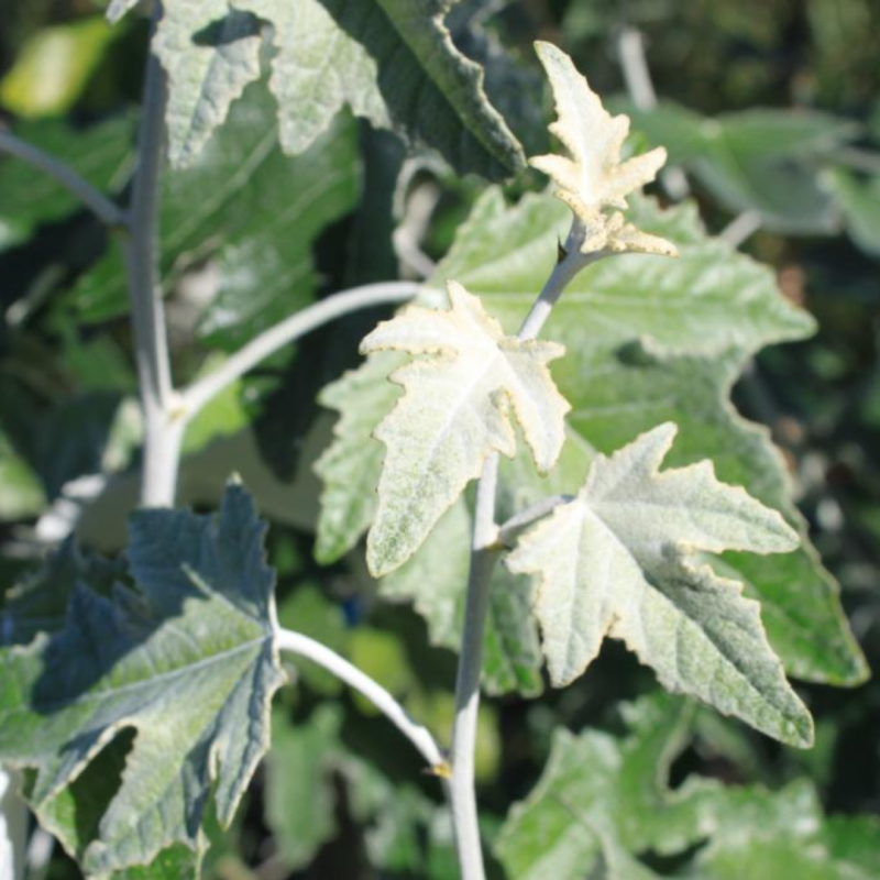 Sølvpoppel Populus Alba  Nivea  200-250 Cm
