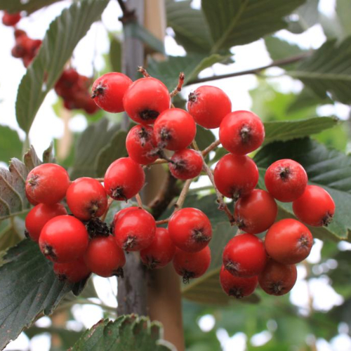 Sølvrøn Pyrenæisk Røn Sorbus Mougeotii 125-150 Cm