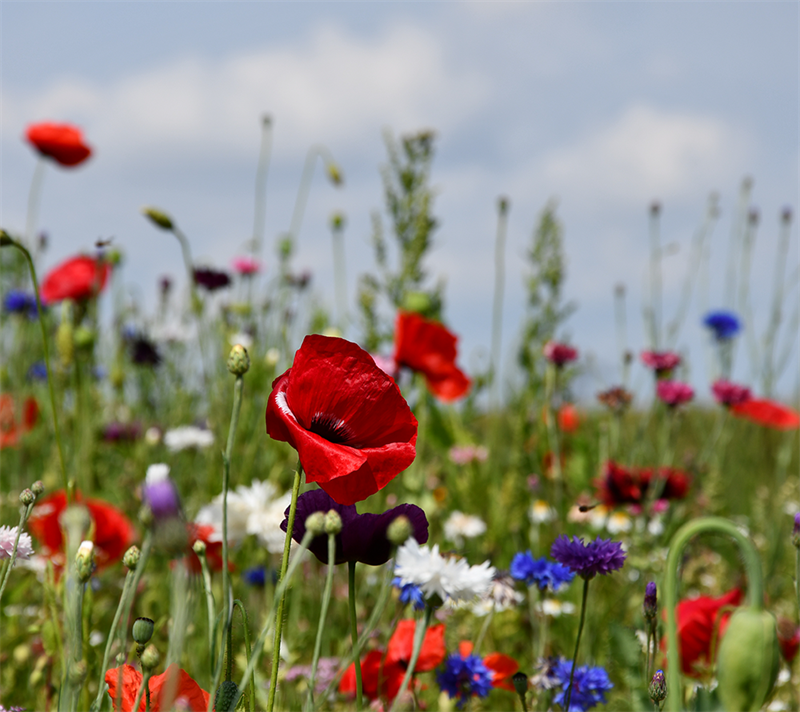 Sommerblomster  Halvhøj Blanding    Kg