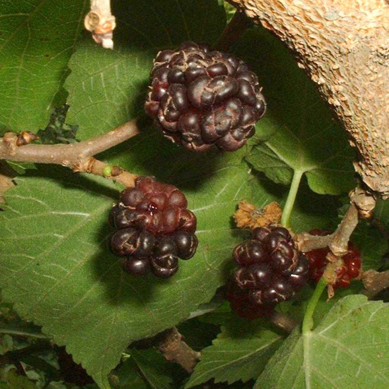 Sort Morbær- Morus Nigra 80-100 Cm