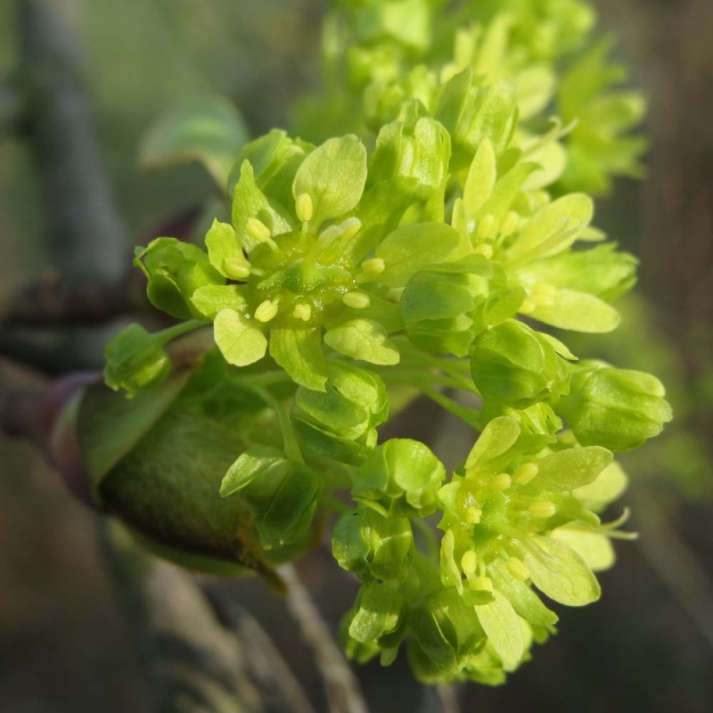Spidsløn Acer Platanoides 200-250 Cm