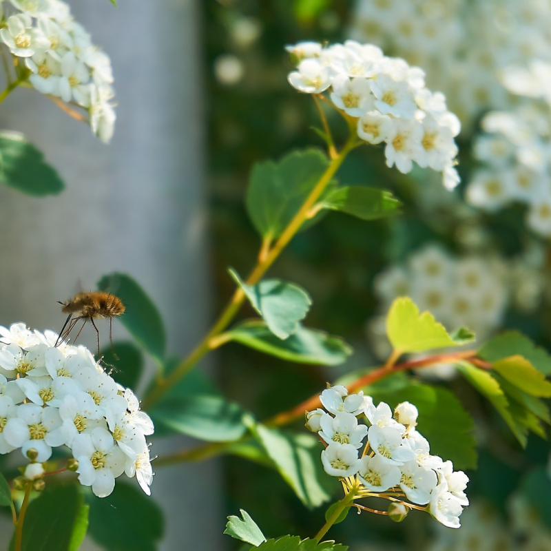 Spiraea Betulifolia 20-40 Cm