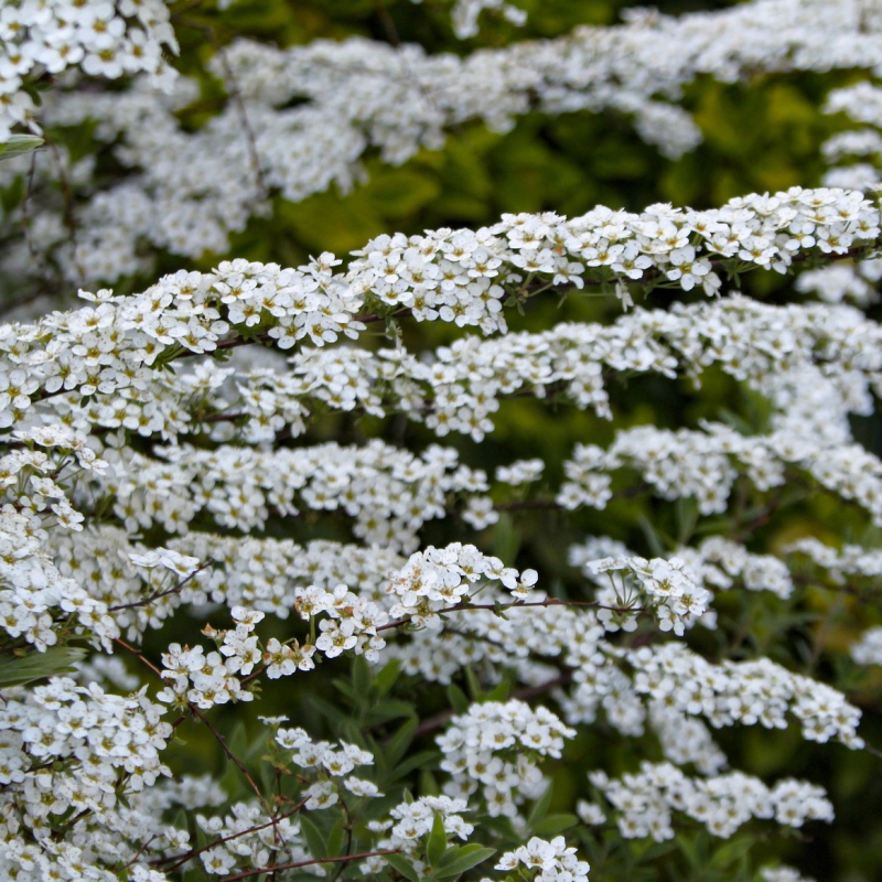 Spiraea Cinrerea  Grefsheim  30-50 Cm