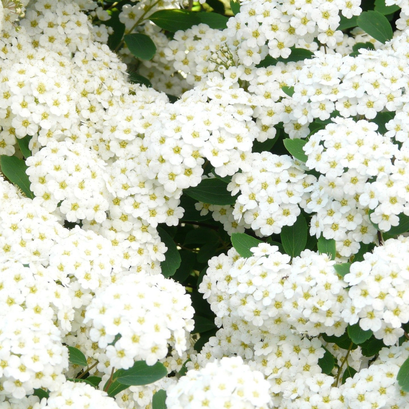 Spiraea Vanhouteii 80-120 Cm