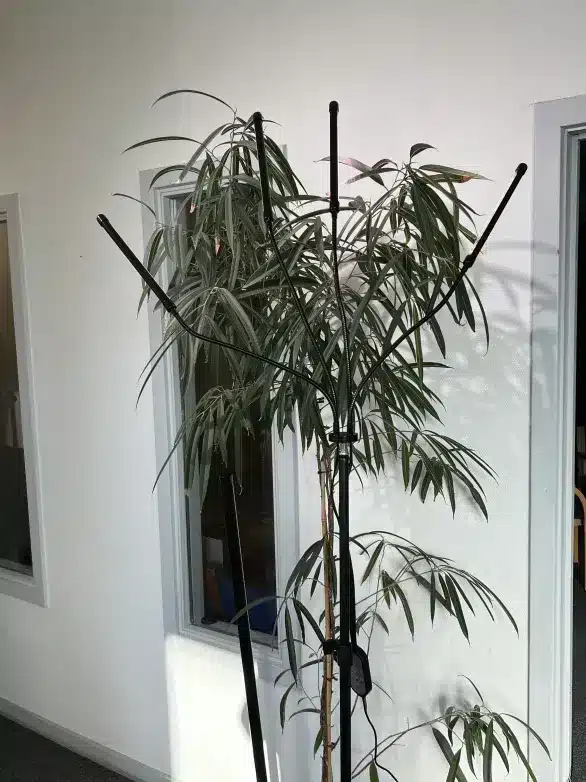 Ståenede   Armet Grolys Lampe