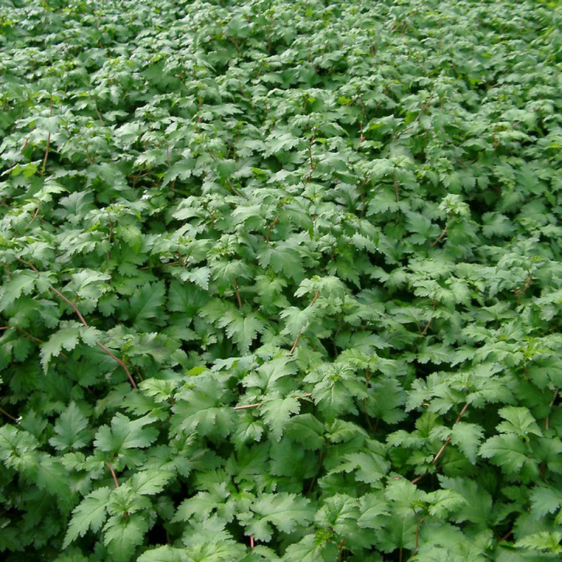 Stephanandra Incisa  Crispa