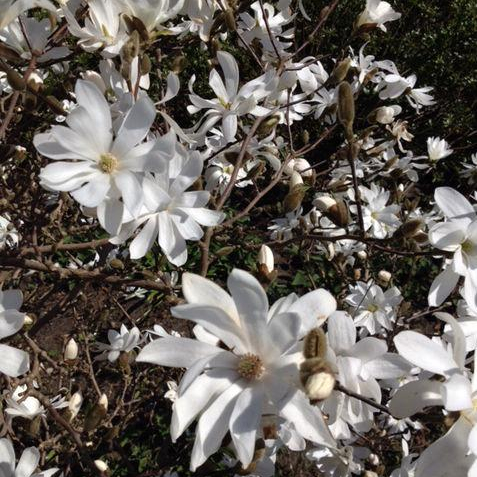 Stjernemagnolie Magnolia Stellata Toppodet 60 Cm Stamme