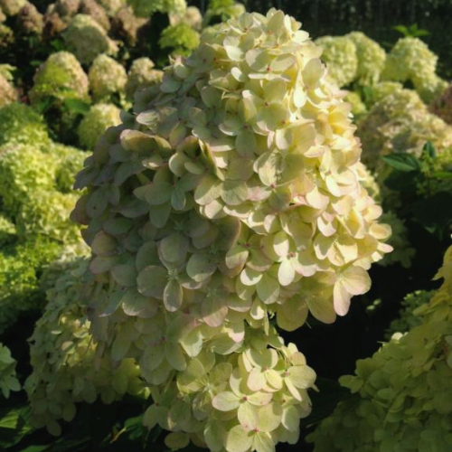 Syrenhortensia Hydrangea Paniculata  Limelight  Toppodet 50 Cm Stamme