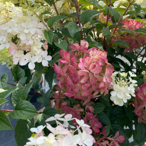 Syrenhortensia Hydrangea Paniculata  Petite Star  Toppodet 50 Cm Stamme