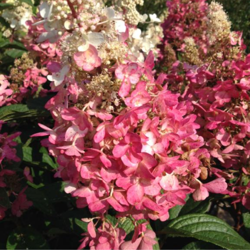 Syrenhortensia Hydrangea Paniculata  Pinky Winky  60-80 Cm