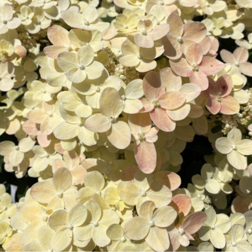 Syrenhortensia Hydrangea Paniculata  Switch Ophelia  40-60 Cm