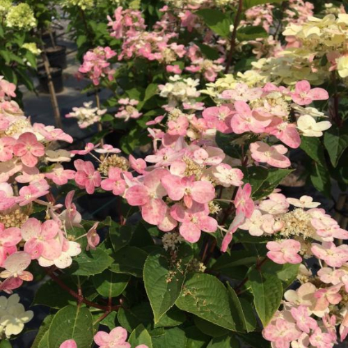 Syrenhortensia Hydrangea Paniculata  Switch Ophelia  Toppodet 50 Cm Stamme