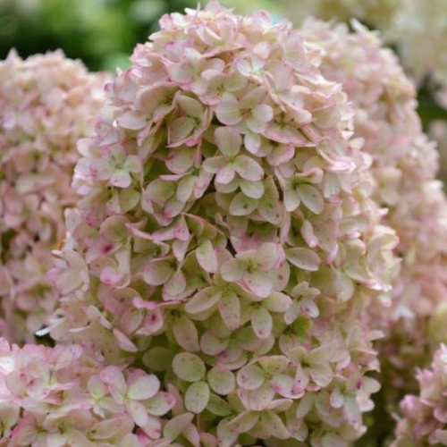 Syrenhortensia Hydrangea Paniculata  Whitelight  Toppodet 50 Cm Stamme