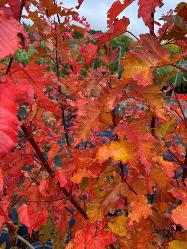 Tatar Løn Acer Merlot Magic 200-250 Cm