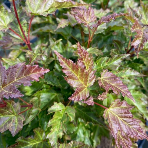 Tatar Løn Acer Merlot Magic 175-200 Cm