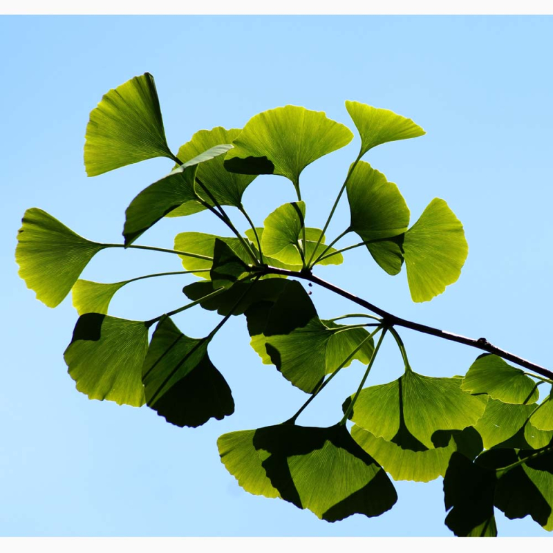 Tempeltræ Ginkgo Biloba 100-125 Cm