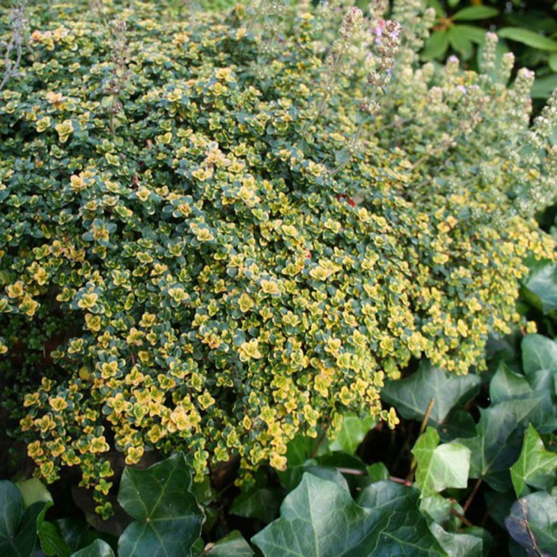 Thymus  Doone Valley