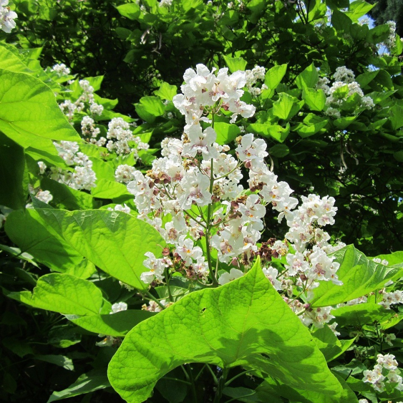Trompetkrone Catalpa Bignonioides Nana Toppodet 180 Cm  Stamme