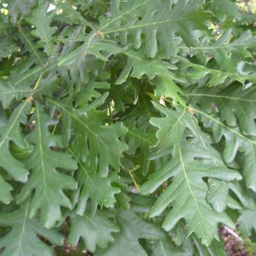 Ungarsk Eg Quercus Frainetto 175-200 Cm